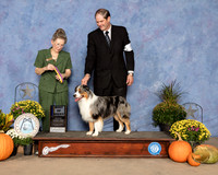Miniature American Shepherd #5  Judge Beth Latchnit