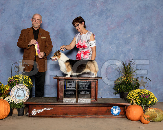 Pembroke Welsh Corgi #8 Sat BOB Judge Garry Newton_SSR_3244_Humble2018_HR3