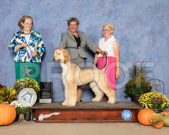 Afghan Hound #18 Sat BOW Maj Judge Andrea Bradford MD_SSR_3318_Humble2018_HR3