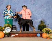 Doberman Pinscher #9 Sat BOB Judge Andrea Bradford MD