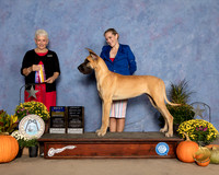 Great Dane #10 Sat BOB Judge Eva Berg