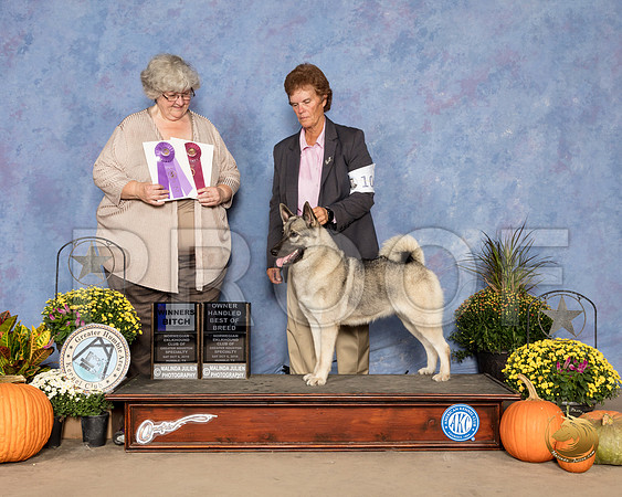 Norwegian Elkhound #10 Sat BOH Spec Judge Judy Newton_SSR_3281_Humble2018_HR3