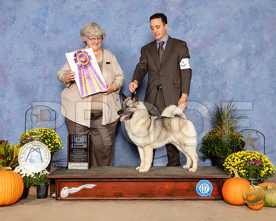 Norwegian Elkhound #5 Sat BISS Judge Judy Newton_SSR_3273-Edit_Humble2018_HR3