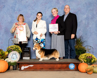 Pembroke Welsh Corgi #J600 Best Jr Judge Bev Anderson