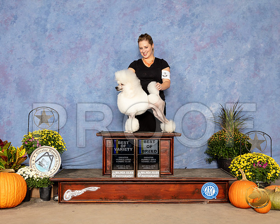 Poodle Miniature #8 Sat BOV BOB Judge Eva Berg_SSR_3322-Edit_Humble2018_HR3