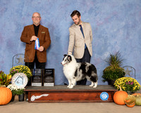 Shetland Sheepdog #17 Sat BOW Judge Garry Newton