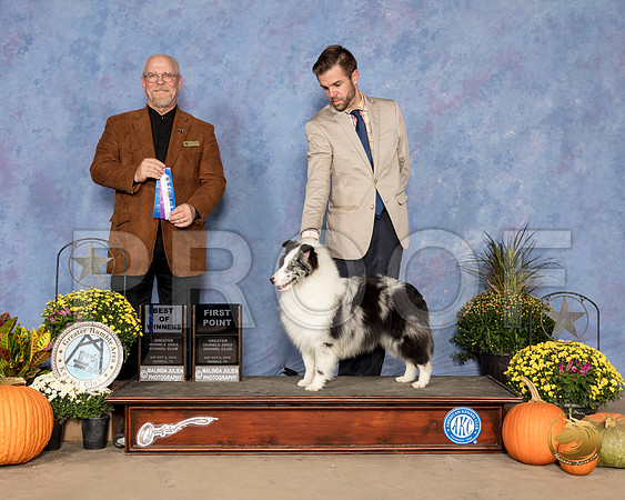Shetland Sheepdog #17 Sat BOW Judge Garry Newton_SSR_3277_Humble2018_HR3