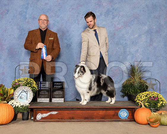Shetland Sheepdog #17 Sat BOW Judge Garry Newton_SSR_3279_Humble2018_HR3