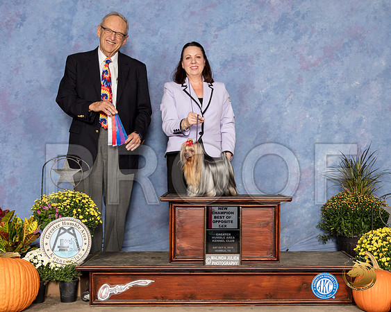 Yorkshire Terrier #20 Sat BOS NCh Judge Ken Berg_SSR_3253_Humble2018_HR3