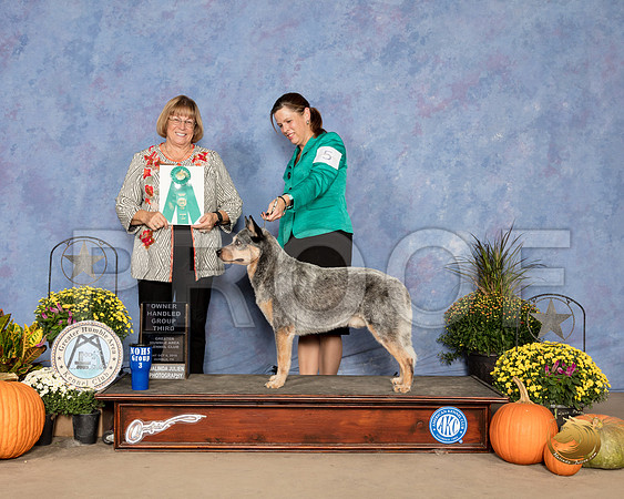 Australian Cattle Dog #5 Sat OHG3 Judge Bev Anderson_SSR_3339_Humble2018_HR3