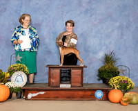 Italian Greyhound #6 Sat OHG4 Judge Andrea Bradford MD