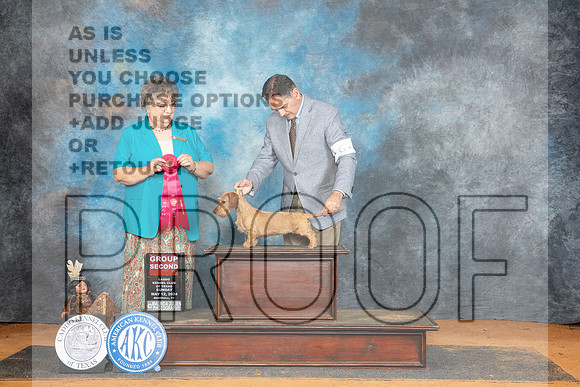 Dachshund Wirehaired #6 Sun G2 Judge Marilyn Pipes__JP_8839_MARSHALL_2024_HR3