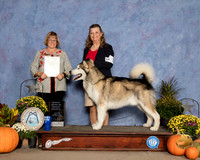 Alaskan Malamute #7 Sat OHG4 Judge Bev Anderson