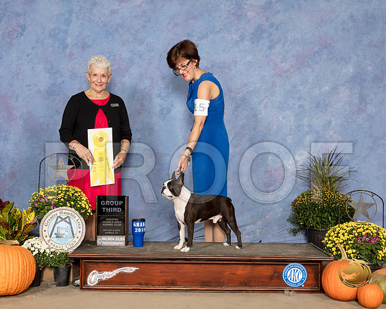 Boston Terrier #15 Sat G3 Judge Eva Berg_SSR_3440_Humble2018_HR3