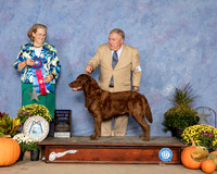 Chesapeake Bay Retriever #6 Sat RBIS Judge Andrea Bradford MD