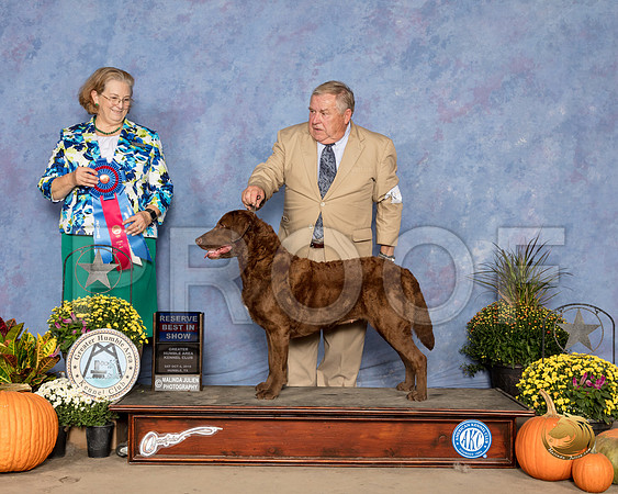 Chesapeake Bay Retriever #6 Sat RBIS Judge Andrea Bradford MD_SSR_3498_Humble2018_HR3