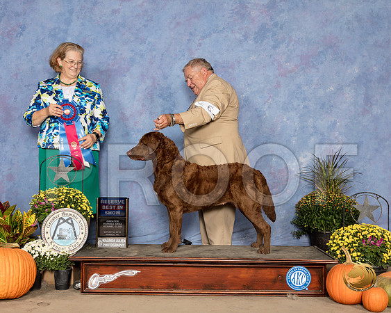 Chesapeake Bay Retriever #6 Sat RBIS Judge Andrea Bradford MD_SSR_3500_Humble2018_HR3