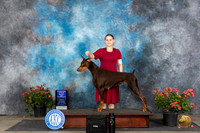 Doberman Pinscher #26 Sat WBBOW  Judge Bridget Brownn
