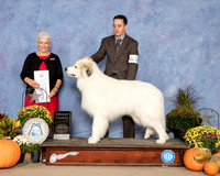 Great Pyrenees #5 Sat G4 Judge Eva Berg
