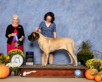 Mastiff #5 Sat BOW Judge Eva Berg