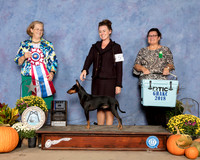 Standard Manchester Terrier #5 Sat BIS Judge Andrea Bradford MD