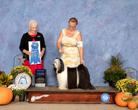 Tibetan Terrier #5 Sat G1 Judge Eva Berg