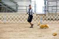 Pembroke Welsh Corgi #12 Barbara Weiner
