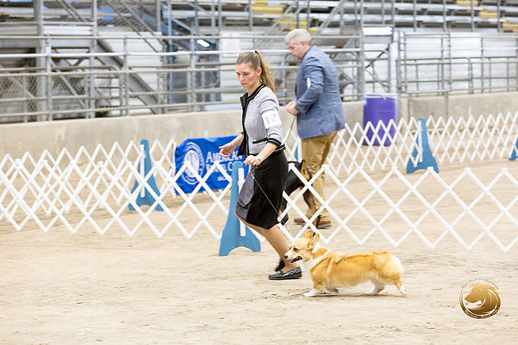 Pembroke Welsh Corgi #12 Barbara Weiner_JJJ_8831_Humble2018_HR3