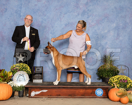 Boxer #15 Sun BOB Judge Garry Newton_SSR_3627_Humble2018_HR3