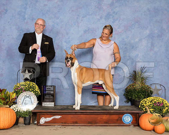 Boxer #25 Sun WD Maj Judge Garry Newton_SSR_3632_Humble2018_HR3