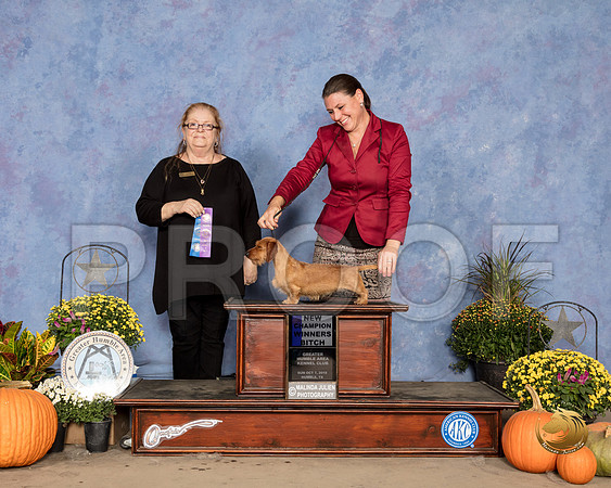 Dachshund Wirehaired #16 Sun WB NCh Judge Denise Ross_SSR_3635_Humble2018_HR3