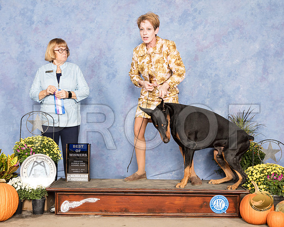 Doberman Pinscher #11 Sun BOW WD Judge Bev Anderson_SSR_3572_Humble2018_HR3