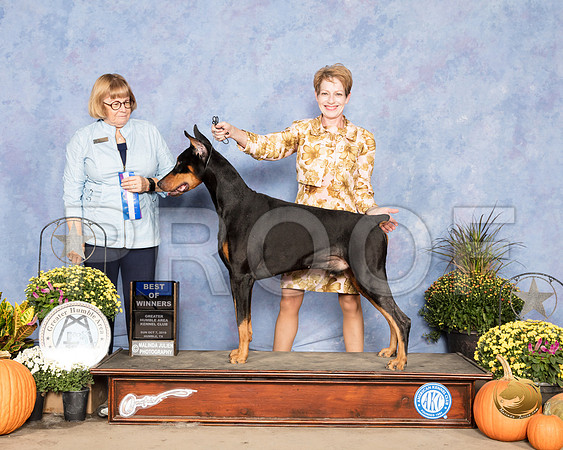 Doberman Pinscher #11 Sun BOW WD Judge Bev Anderson_SSR_3574_Humble2018_HR3