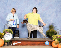 German Shorthaired Pointer #7 Sun BOW NCh Judge Bev Anderson
