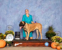 Mastiff #14 Sun WB Judge Garry Newton