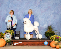Poodle Standard #16 Sun WB Judge Bev Anderson