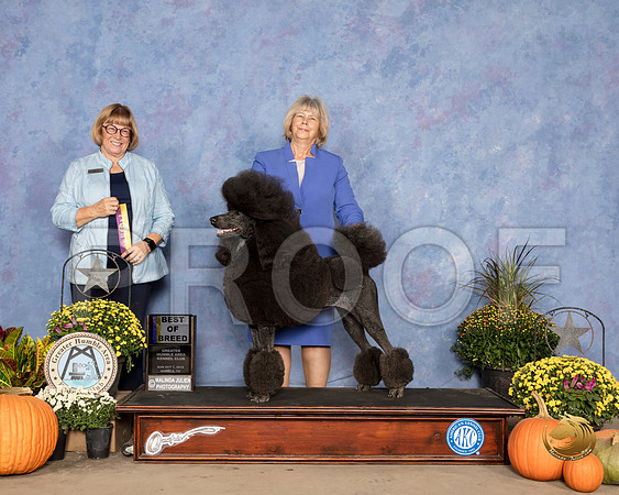 Poodle Standard #22 Sun BOB Judge Bev Anderson_SSR_3658_Humble2018_HR3