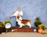 Welsh Springer Beverly Garaux
