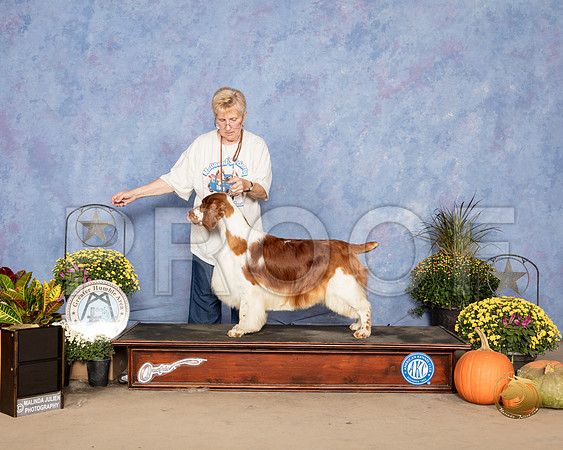 Welsh Springer Beverly Garaux_SSR_3597_Humble2018_HR3
