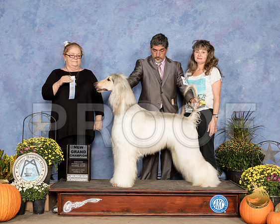 Afghan Hound #19 Sun SD NGrCh Judge Denise Ross_SSR_3687_Humble2018_HR3
