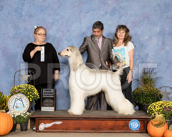 Afghan Hound #19 Sun SD NGrCh Judge Denise Ross_SSR_3690_Humble2018_HR3