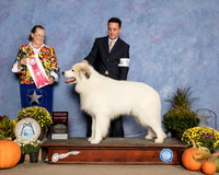 Great Pyrenees #5 Sun G2 Judge Andrea Bradford MD