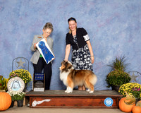 Shetland Sheepdog #16 Sun G1 Judge Beth Latchnit
