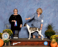 Whippet #10 Sun WB Judge Denise Ross