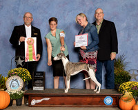 Whippet #J600 Sun Best Jr Judge Garry Newton