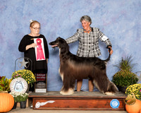 Afghan Hound #17 Sun G2 Judge Denise Ross