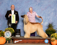 Afghan Hound #17 Sun OHRBIS Judge Garry Newton