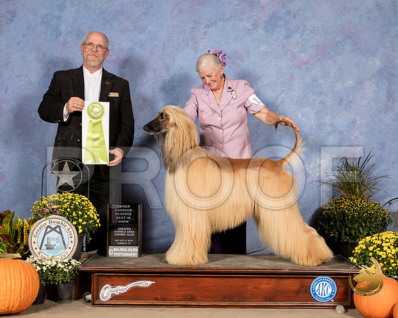 Afghan Hound #17 Sun OHRBIS Judge Garry Newton_SSR_3819_Humble2018_HR3