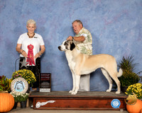Anatolian Shepherd #6 Sat G2 Judge Eva Berg