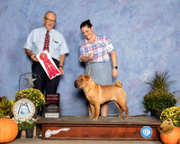 Chinese Shar Pei #6 Sun G2 Judge Ken Berg
